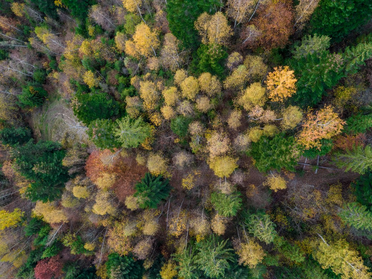 Forests grow slowly. But they can change remarkably fast.